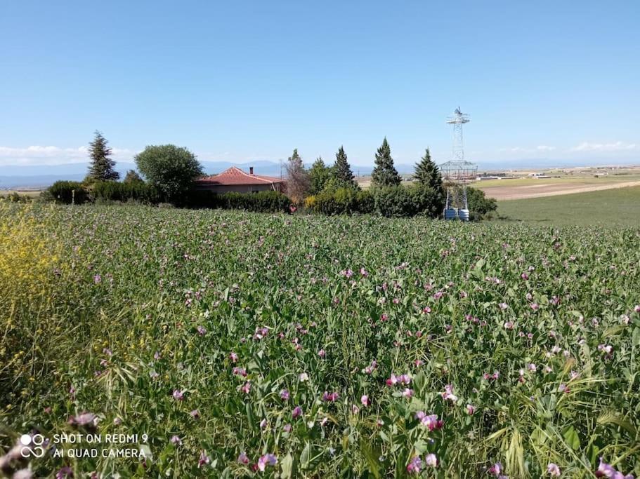 Finca Denunez Villa La Mata  Eksteriør billede